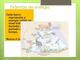 Pirâmide de energia Cada barra representa a energia retida no nível trófico durante um certo período de tempo. Nunca é invertida 