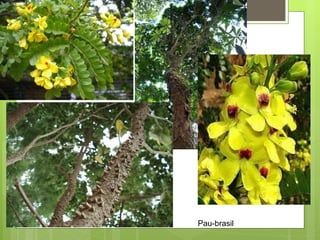 Pau-brasil 