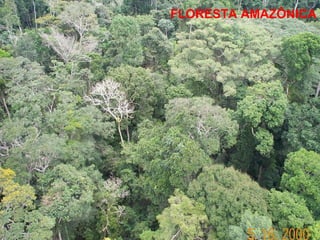FLORESTA AMAZÔNICA 