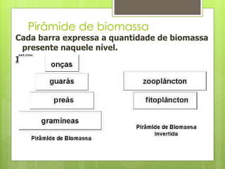 Pirâmide de biomassa Cada barra expressa a quantidade de biomassa presente naquele nível. Inverte  nos ecossistemas aquáticos devido à alta produtividade do fitoplâncton. 