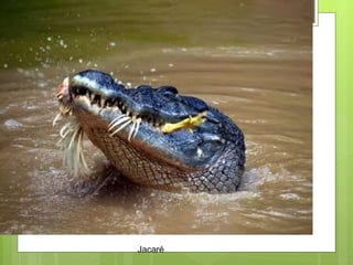 Jacaré 
