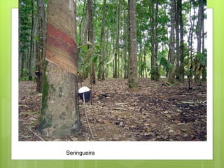 Seringueira 