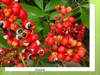 Guaraná 