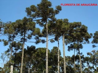 FLORESTA DE ARAUCÁRIA 