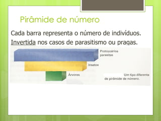 Pirâmide de número Cada barra representa o número de indivíduos. Invertida  nos casos de parasitismo ou pragas. 