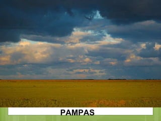 PAMPAS 