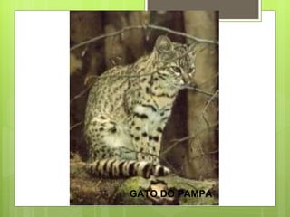 GATO DO PAMPA 