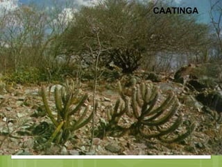 CAATINGA 