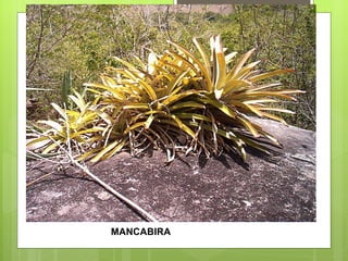 MANCABIRA 