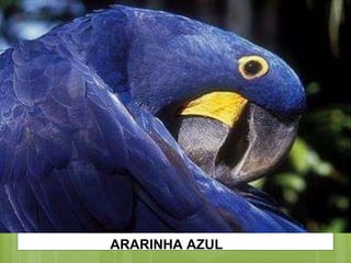 ARARINHA AZUL 