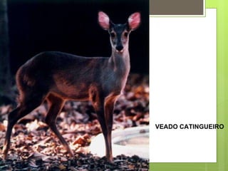 VEADO CATINGUEIRO 