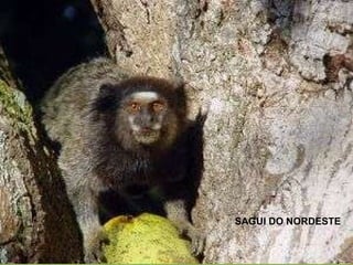 SAGUI DO NORDESTE 
