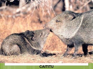 CAITITU 