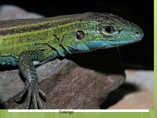 Calango 