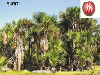 BURITI 