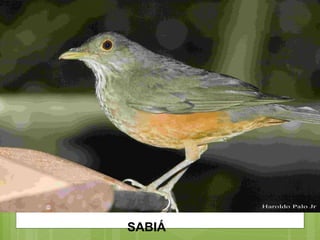 SABIÁ 