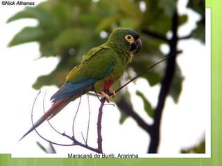 Maracanã do Buriti, Ararinha  