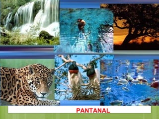 PANTANAL 