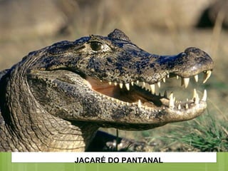 JACARÉ DO PANTANAL 