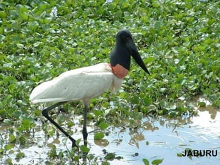 JABURU 