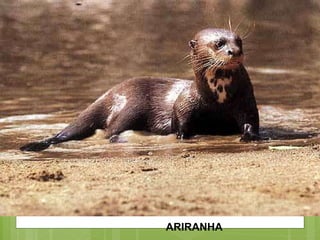ARIRANHA 