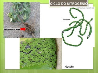 CICLO DO NITROGÊNIO Azolla 