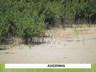AVICENNIA 