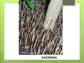 AVICENNIA 