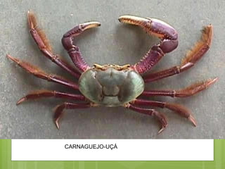 CARNAGUEJO-UÇÁ 
