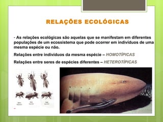 RELAÇÕES ECOLÓGICAS As relações ecológicas são aquelas que se manifestam em diferentes populações de um ecossistema que pode ocorrer em indivíduos de uma mesma espécie ou não.  Relações entre indivíduos da mesma espécie –  HOMOTÍPICAS Relações entre seres de espécies diferentes –  HETEROTÍPICAS 