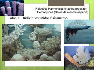 Colônia – Indivíduos unidos fisicamente . Relações Harmônicas (Não há prejuízo)-  Homotípicas (Seres da mesma espécie) 