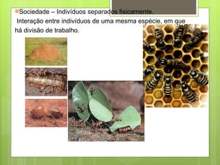 Sociedade – Indivíduos separados fisicamente. Interação entre indivíduos de uma mesma espécie, em que  há divisão de trabalho. 