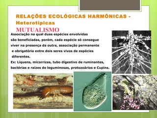 RELAÇÕES ECOLÓGICAS HARMÔNICAS - Heterotípicas  MUTUALISMO Associação na qual duas espécies envolvidas  são beneficiadas, porém, cada espécie só consegue  viver na presença da outra, associação permanente e obrigatória entre dois seres vivos de espécies diferentes. Ex: Líquens, micorrizas, tubo digestivo de ruminantes, bactérias e raízes de leguminosas, protozoários e Cupins.                                                                           