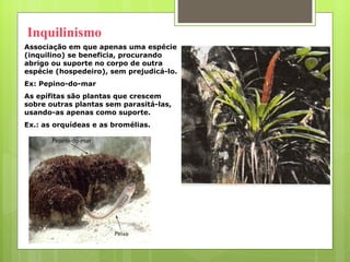 Inquilinismo Associação em que apenas uma espécie (inquilino) se beneficia, procurando abrigo ou suporte no corpo de outra espécie (hospedeiro), sem prejudicá-lo.  Ex: Pepino-do-mar As epífitas são plantas que crescem sobre outras plantas sem parasitá-las, usando-as apenas como suporte.  Ex.: as orquídeas e as bromélias.  