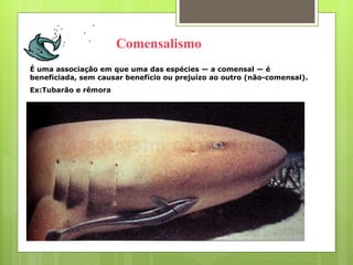 É uma associação em que uma das espécies — a comensal — é beneficiada, sem causar benefício ou prejuízo ao outro (não-comensal).  Ex:Tubarão e rêmora Comensalismo 