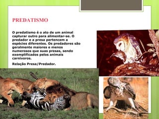 PREDATISMO O predatismo é o ato de um animal capturar outro para alimentar-se. O predador e a presa pertencem a espécies diferentes. Os predadores são geralmente maiores e menos numerosos que suas presas, sendo exemplificados pelos animais carnívoros.  Relação Presa/Predador. 