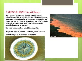 AMENSALISMO (antibiose) Relação na qual uma espécie bloqueia o crescimento ou a reprodução de outra espécie, denominada amensal, através da liberação de substâncias tóxicas. É a relação em que um dos seres é prejudicado sem que disso resulte benefícios para o outro. Ex: maré vermelha, antibióticos, etc. Prejuízo para a espécie inibida, com ou sem benefício para a espécie inibidora.   