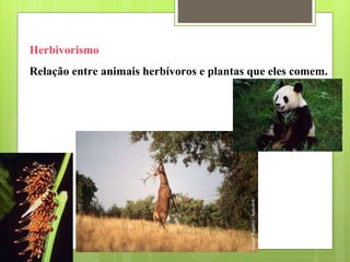 Herbivorismo  Relação entre animais herbívoros e plantas que eles comem. 