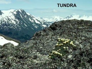 TUNDRA 