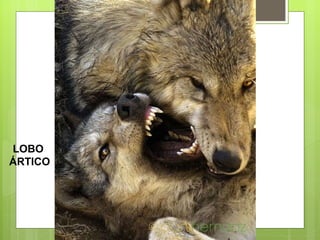 LOBO  ÁRTICO 