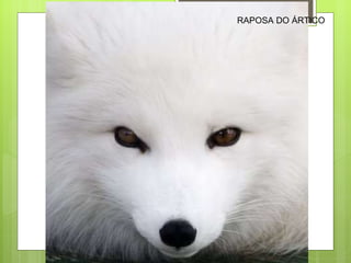 RAPOSA DO ÁRTICO 