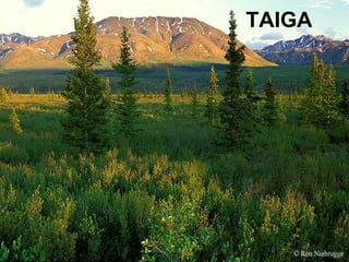 TAIGA 
