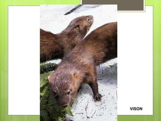 VISON 