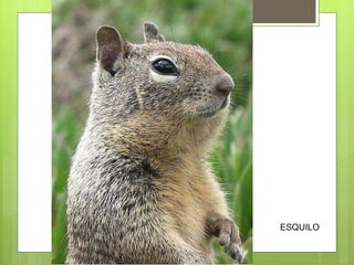 ESQUILO 