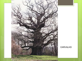 CARVALHO 