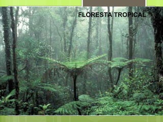 FLORESTA TROPICAL 