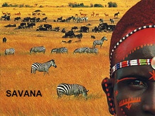 SAVANA 