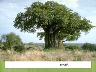 BAOBÁ 