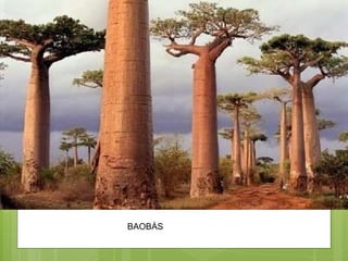 BAOBÁS 