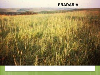 PRADARIA 